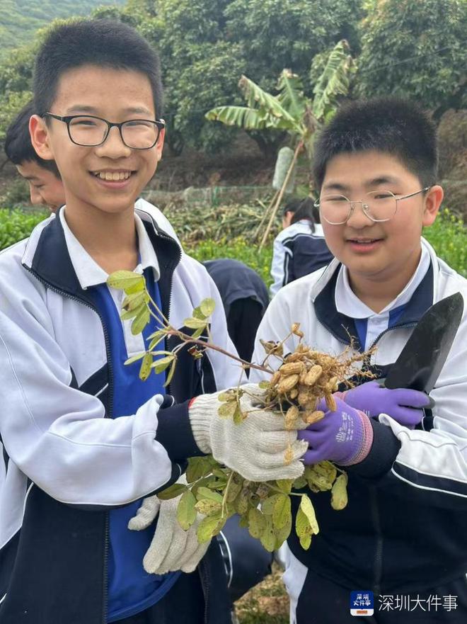 把生物课堂搬到花生地！深圳学生在劳动实践中播种科学梦(图1)