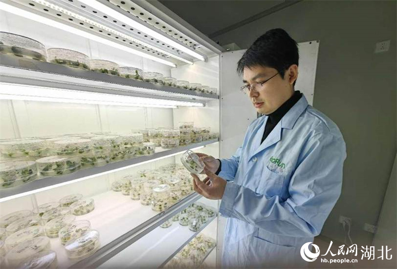 生物育种助力农业丰收为中国种业提供强“芯”服务(图2)