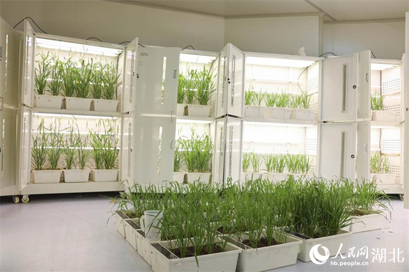 生物育种助力农业丰收为中国种业提供强“芯”服务(图1)