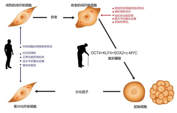 弯道超车！北大学者攻克日本干细胞技术业内：日本领先地位不保(图2)