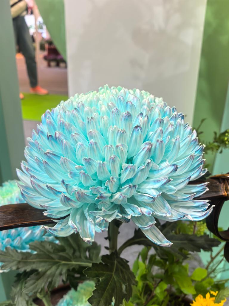 年產值超5000億元！“鮮花經濟”一路生花(图1)