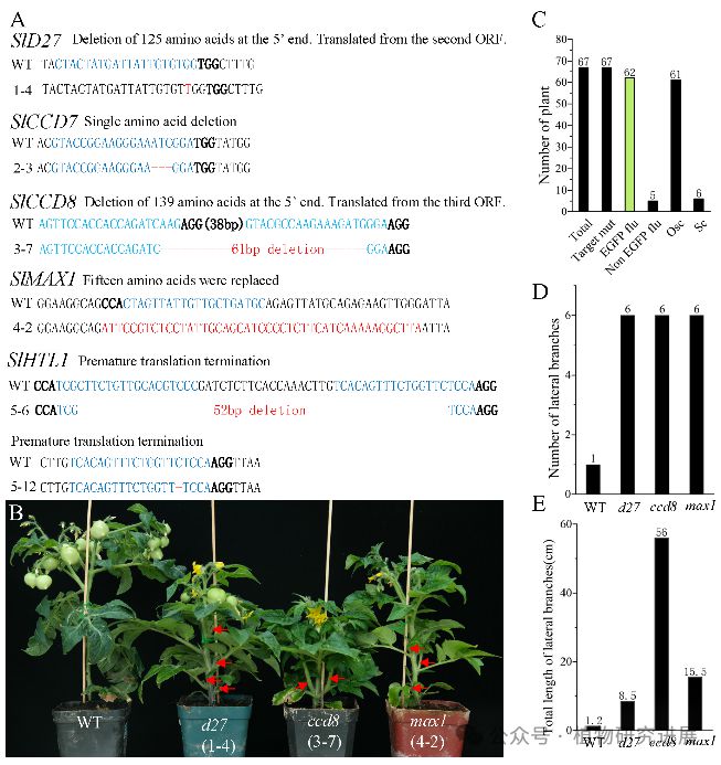 塔里木大学博士以第一和通讯作者在《Cell》旗下顶级期刊（IF5y=168）发表突破性成果(图2)