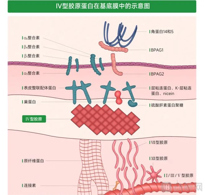 再迎突破！中国重组胶原蛋白产业化正重新定义全球标准(图3)