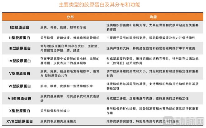 再迎突破！中国重组胶原蛋白产业化正重新定义全球标准(图2)