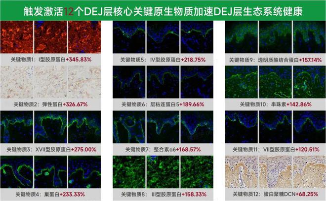 再迎突破！中国重组胶原蛋白产业化正重新定义全球标准(图4)