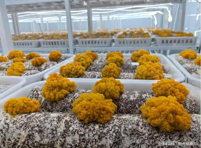 四川鸿博汇生物科技有限公司种放心金耳菌包产品你绝对不能错过(图1)