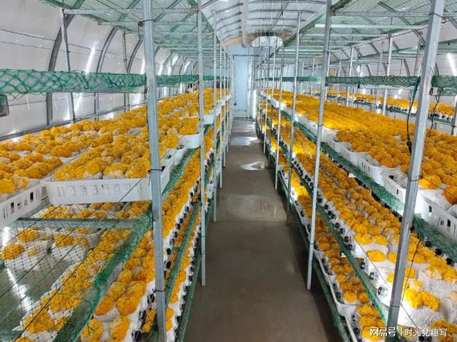 四川鸿博汇生物科技有限公司种放心金耳菌包产品你绝对不能错过(图3)