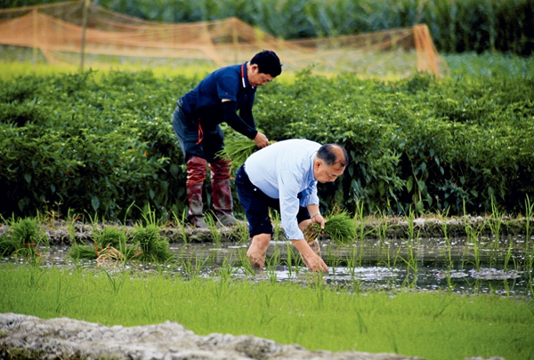 南繁加代育种背后的“海南速度”(图1)