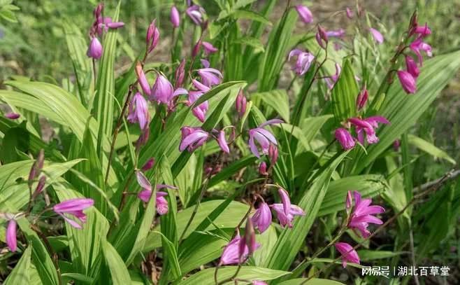 湖北百草堂白芨种植绿水青山即金山诠释两山理论实践(图4)