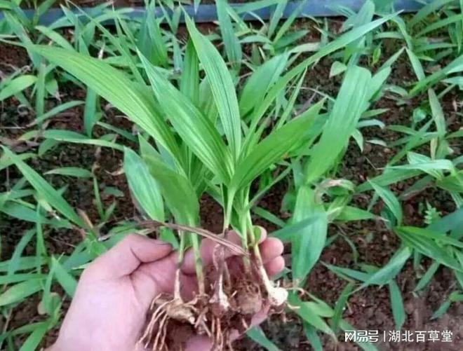湖北百草堂白芨种植绿水青山即金山诠释两山理论实践(图3)