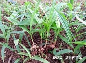 湖北百草堂白芨种植绿水青山即金山诠释两山理论实践(图2)