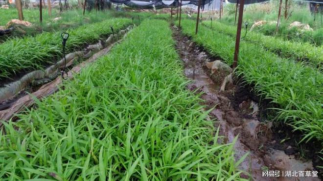 湖北百草堂白芨种植绿水青山即金山诠释两山理论实践(图1)
