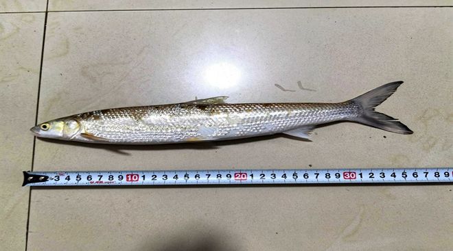 时隔20年！“长江最神秘的生物”重现赣江(图1)