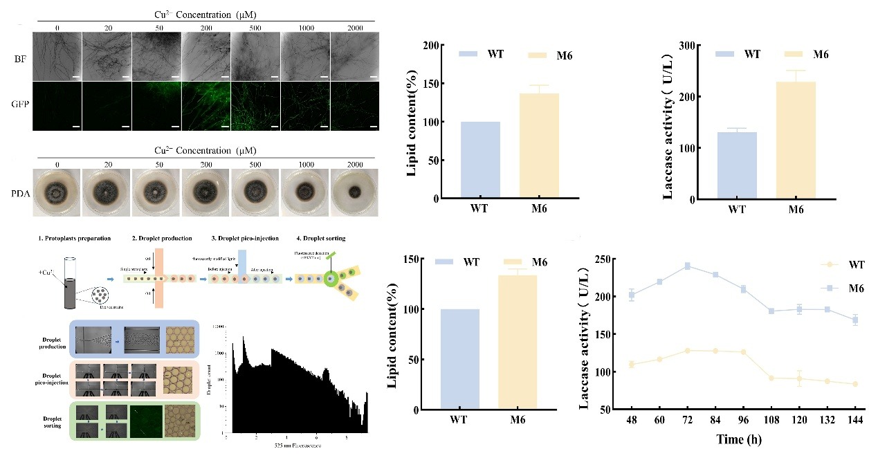 天津工业生物技术研究所在木质素高值化利用领域取得新突破(图1)