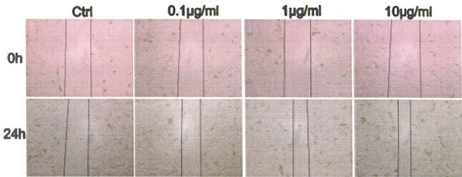 守护爱宠泌尿健康：揭秘长沙安尼尔生物科技的创新与实证之路(图2)