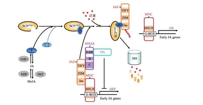 甜冠：这项生物技术为什么会成为提升水果品质的关键利器？(图4)