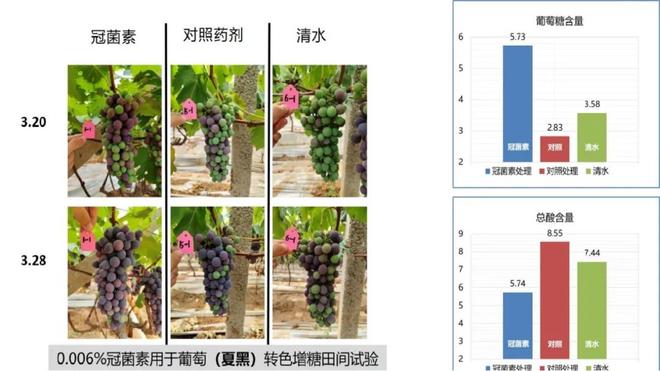 甜冠：这项生物技术为什么会成为提升水果品质的关键利器？(图5)
