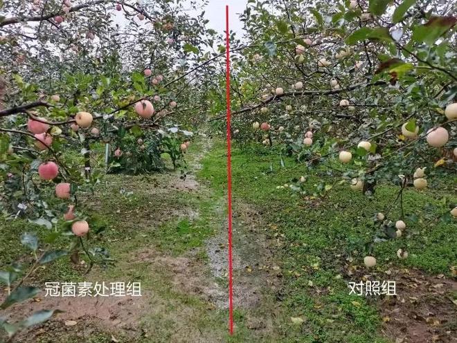 甜冠：这项生物技术为什么会成为提升水果品质的关键利器？(图6)