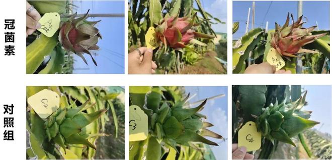 甜冠：这项生物技术为什么会成为提升水果品质的关键利器？(图8)