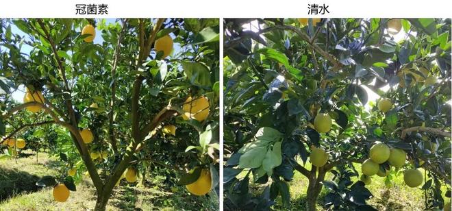 甜冠：这项生物技术为什么会成为提升水果品质的关键利器？(图7)