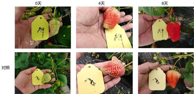 甜冠：这项生物技术为什么会成为提升水果品质的关键利器？(图10)