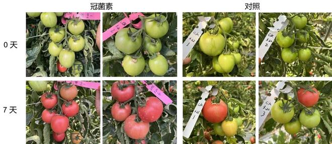 甜冠：这项生物技术为什么会成为提升水果品质的关键利器？(图9)