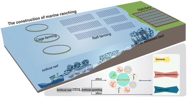 人工鱼礁生态系统的构建与演化：海洋微生物的响应与调节(图1)