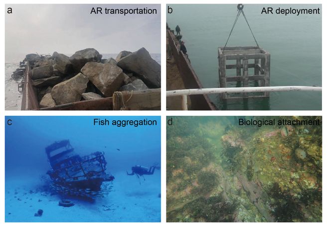 人工鱼礁生态系统的构建与演化：海洋微生物的响应与调节(图2)