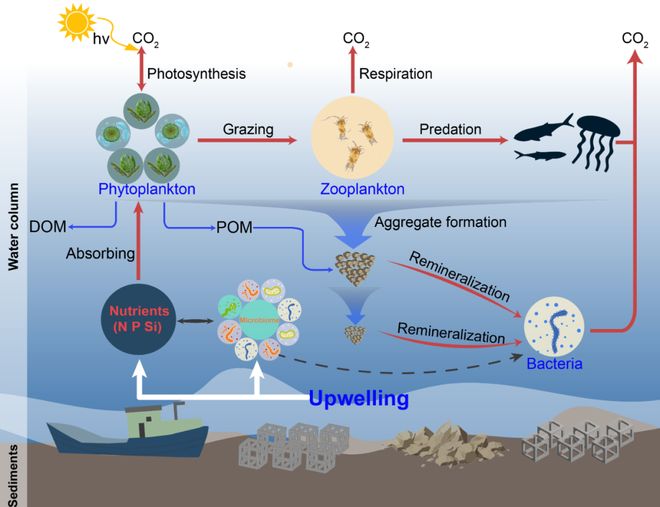 人工鱼礁生态系统的构建与演化：海洋微生物的响应与调节(图5)