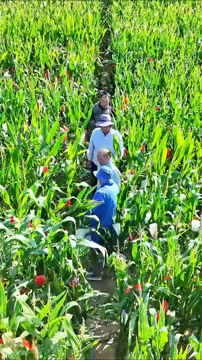 南繁基地行记(二)‖南繁基地里的育种“芯”力量:专访亿佳和农业总经理李永铭(图2)