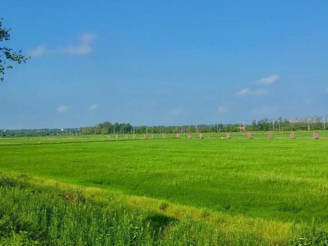 将古老微藻引入稻田不仅减碳增产碳资产还可变现(图3)