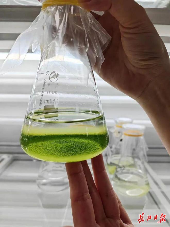 将古老微藻引入稻田不仅减碳增产碳资产还可变现(图2)