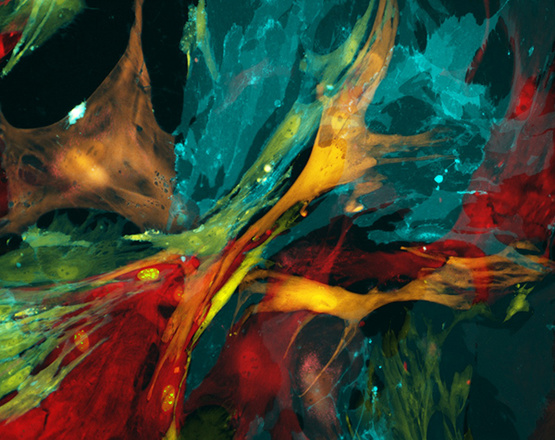 果壳科技有意思(图1)