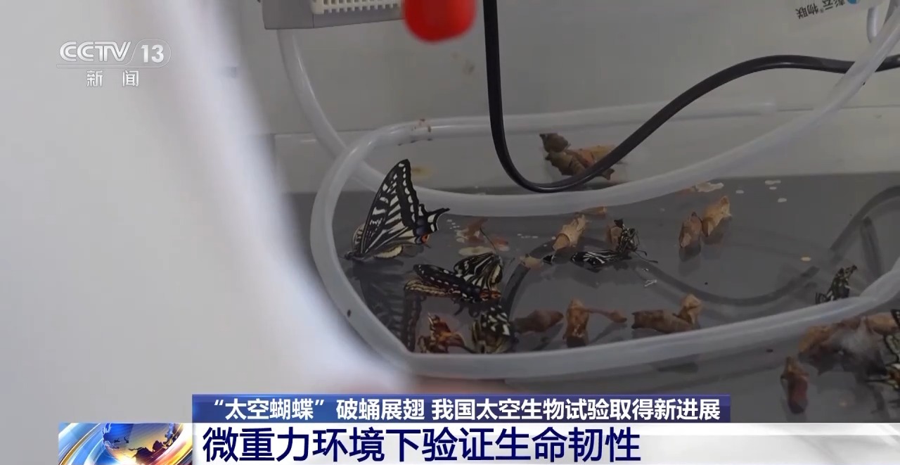 “太空蝴蝶”破蛹展翅我国太空生物试验取得新进展(图2)