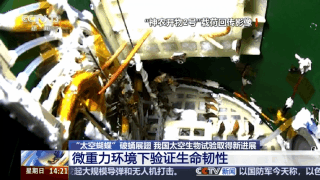 “太空蝴蝶”破蛹展翅我国太空生物试验取得新进展(图1)