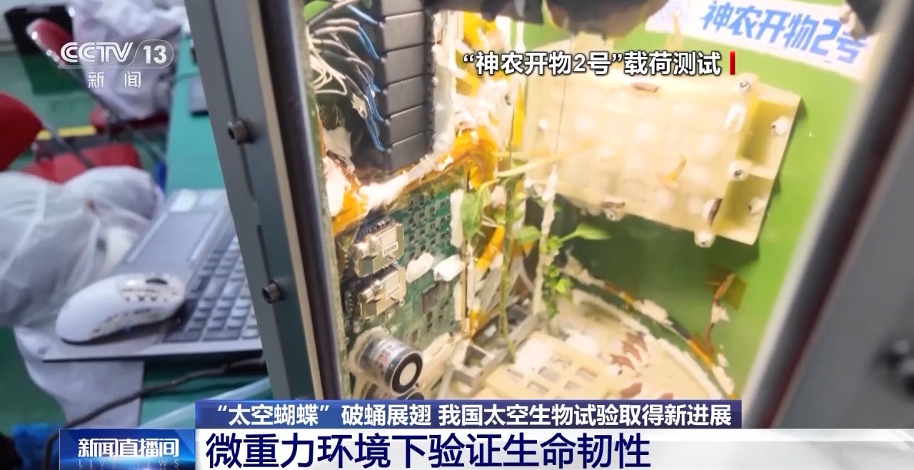 “太空蝴蝶”破蛹展翅我国太空生物试验取得新进展(图3)