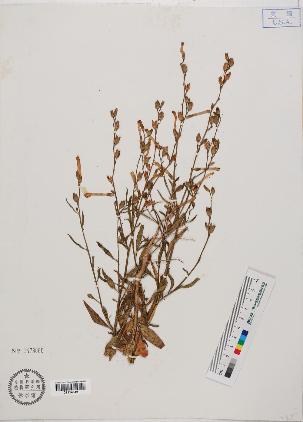 烟草抗虫“化学武器”谜题破解抗逆育种有新靶点(图1)