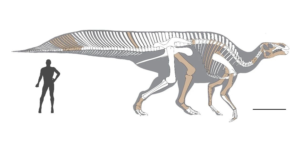 江西发现的鸭嘴龙科恐龙正式命名“帆尾贡水龙”系中国南方地区该科恐龙首次命名(图1)