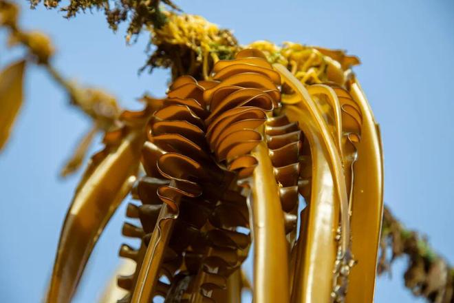 经典焕新智启藻类学新征程——《藻类学（原书第五版）》重磅来袭(图1)